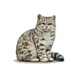 Andean Mountain Cat animal icon