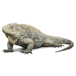 Anegada Rock Iguana animal lesson image on AnimalDex