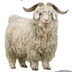 Angora Goat animal lesson image on AnimalDex