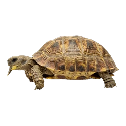 Angulate Tortoise (Chersina angulata) thumbnail image on AnimalDex