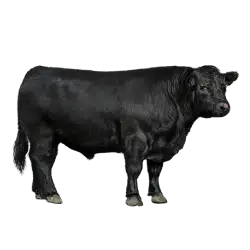 Angus Cattle animal lesson image on AnimalDex