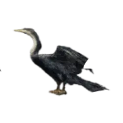 Anhinga (Anhinga anhinga) thumbnail image on AnimalDex