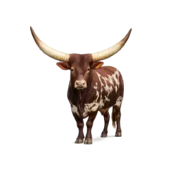 Ankole-Watusi Cattle