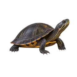 Annam Pond Turtle (Mauremys annamensis) thumbnail image on AnimalDex