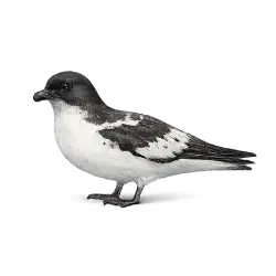 Antarctic Petrel lesson from nature