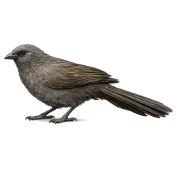 Apostlebird (Struthidea cinerea) thumbnail image on AnimalDex
