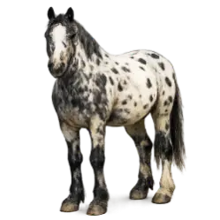 Appaloosa animal lesson image on AnimalDex