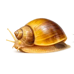 Apple Snail (Ampullariidae) thumbnail image on AnimalDex