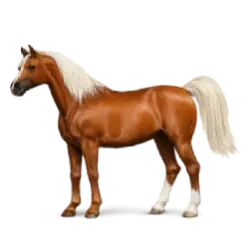 Arabian Horse animal lesson image on AnimalDex
