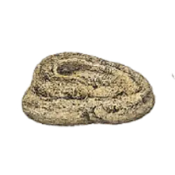 Arabian Sand Boa (Eryx jayakari) thumbnail image on AnimalDex