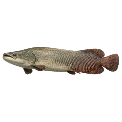 Arapaima (Arapaima gigas) thumbnail image on AnimalDex
