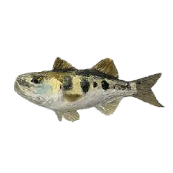 Archerfish (Toxotes jaculatrix) thumbnail image on AnimalDex