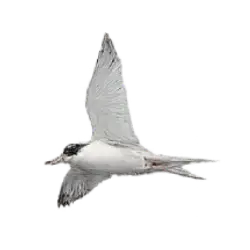 Arctic Tern (Sterna paradisaea) thumbnail image on AnimalDex
