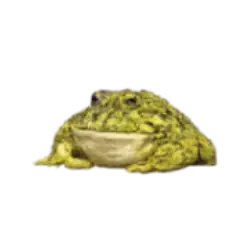 Argentine Horned Frog (Ceratophrys ornata) thumbnail image on AnimalDex