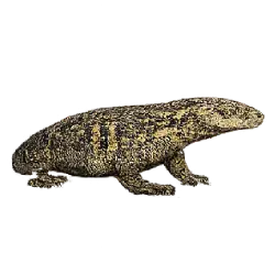 Argus Monitor (Varanus panoptes) featured animal image on AnimalDex