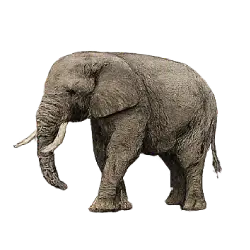 Asian Elephant (Elephas maximus) featured animal image on AnimalDex