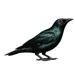 Asian Glossy Starling (Aplonis panayensis) thumbnail image on AnimalDex