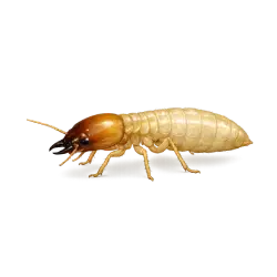 Asian subterranean termite (Macrotermes gilvus) thumbnail image on AnimalDex