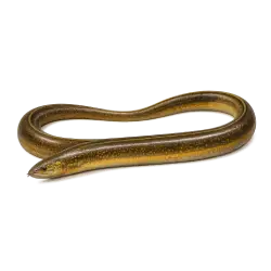 Asian swamp eel