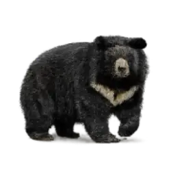 Asiatic Black Bear animal lesson image on AnimalDex