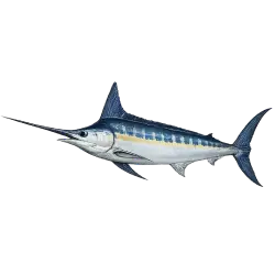 Atlantic Blue Marlin (Makaira nigricans) thumbnail image on AnimalDex