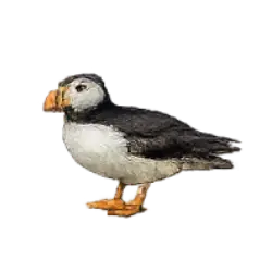 Atlantic Puffin (Fratercula arctica) featured animal image on AnimalDex