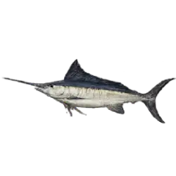 Atlantic Sailfish (Istiophorus albicans) featured animal image on AnimalDex