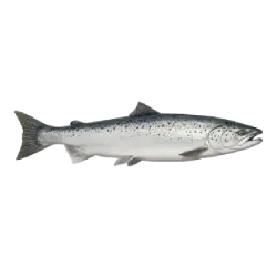Atlantic Salmon animal lesson on AnimalDex