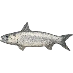 Atlantic Tarpon (Megalops atlanticus) featured animal image on AnimalDex