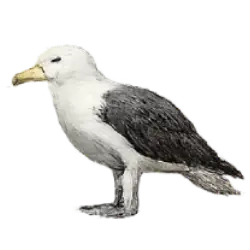 Atlantic Yellow-nosed Albatross (Thalassarche chlororhynchos) featured animal image on AnimalDex