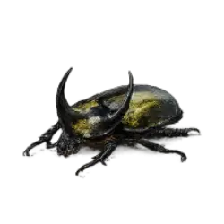 Atlas Beetle (Chalcosoma atlas) featured animal image on AnimalDex