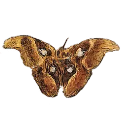 Atlas Moth (Attacus atlas) thumbnail image on AnimalDex