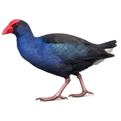 Australasian Swamphen