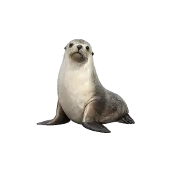 Australian Sea Lion animal lesson on AnimalDex