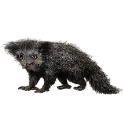 Aye-aye (Daubentonia madagascariensis) thumbnail image on AnimalDex