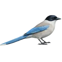 Azure-winged Magpie animal lesson on AnimalDex