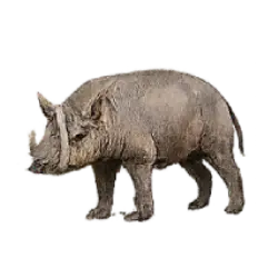 Babirusa (Babyrousa celebensis) thumbnail image on AnimalDex