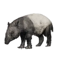 Baird's Tapir (Tapirus bairdii) thumbnail image on AnimalDex