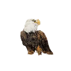 Bald Eagle (Haliaeetus leucocephalus) thumbnail image on AnimalDex