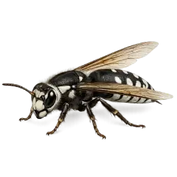 Bald-faced Hornet (Dolichovespula maculata) thumbnail image on AnimalDex