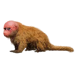 Bald Uakari (Cacajao calvus) thumbnail image on AnimalDex