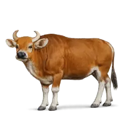 Bali Cattle animal lesson image on AnimalDex