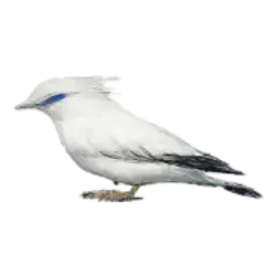 Bali Myna (Leucopsar rothschildi) thumbnail image on AnimalDex