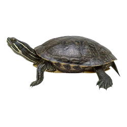 Balkan Pond Turtle (Mauremys rivulata) thumbnail image on AnimalDex