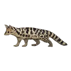Banded Linsang (Prionodon linsang) featured animal image on AnimalDex