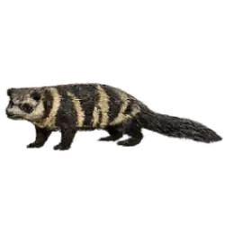 Banded Palm Civet (Hemigalus derbyanus) featured animal image on AnimalDex
