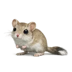 Banner-tailed Kangaroo Rat (Dipodomys spectabilis) thumbnail image on AnimalDex