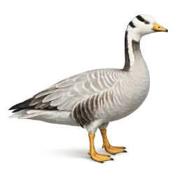 Bar-headed Goose (Anser indicus) thumbnail image on AnimalDex