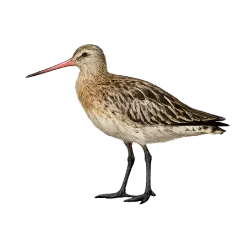 Bar-tailed Godwit (Limosa lapponica) thumbnail image on AnimalDex