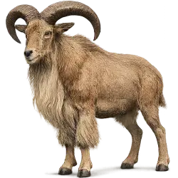 Barbary Sheep animal lesson image on AnimalDex